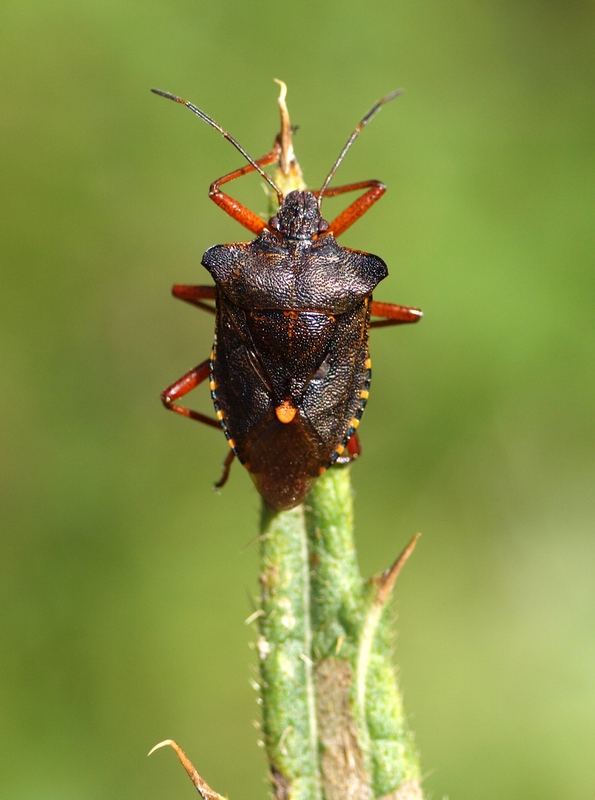 Pentatomidae: Pentatoma rufipes del Veneto (BL)